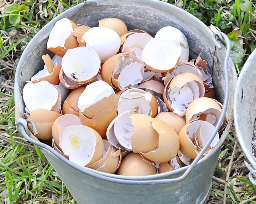 Eggs Shells 